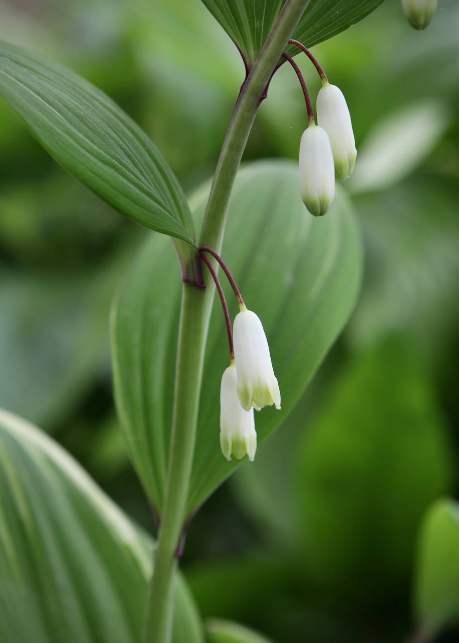 Photo of Variegated Solomon's Seal